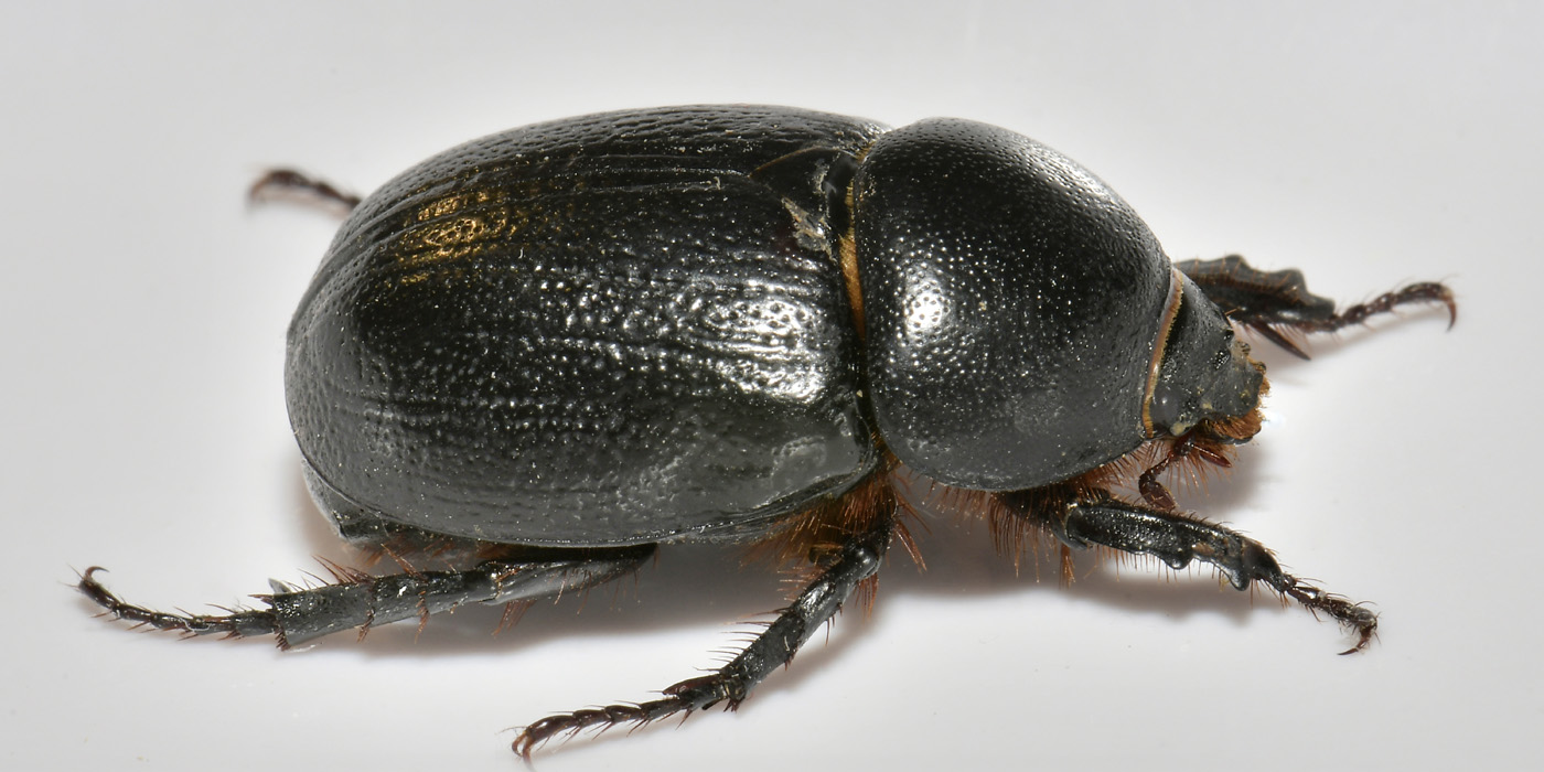 Dynastidae: Pentodon bidens punctatus